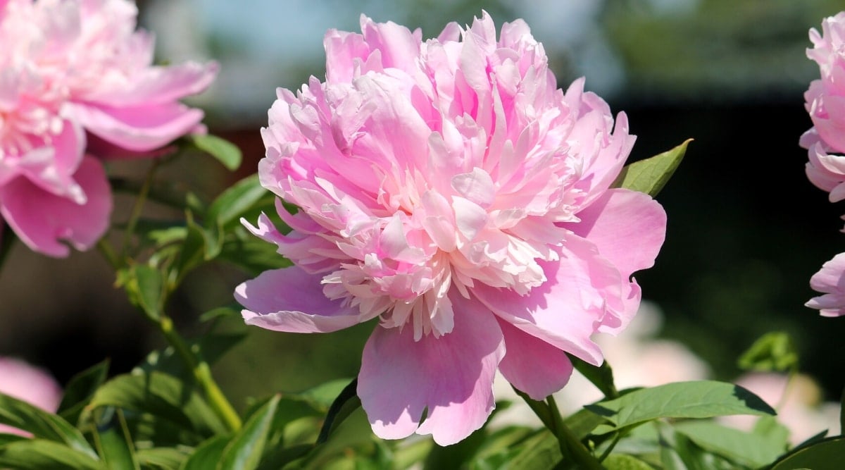 &lsquo;Monsieur Jules Elie&rsquo; peony flower in a sunny garden against a blurred background. The flower is large, double, pink in color, has an outer row of large protective petals and inner small fanciful ruffled petals.