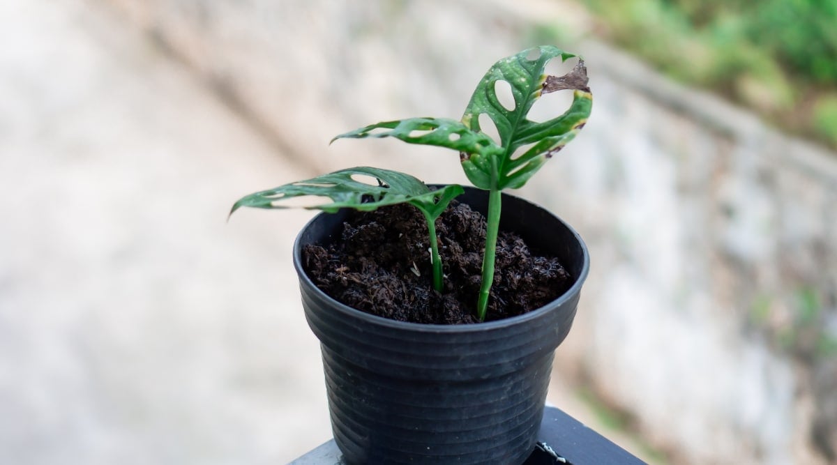 7 Signs it's Time to Repot Your Monstera Plant