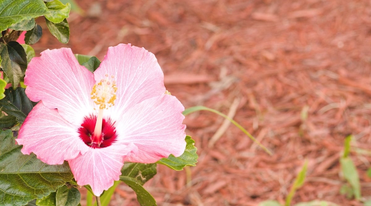 Blooming tropical flower with light pink petals and a red center with a single stamen with yellow tips protruding from the center. Green leaves grow underneath the flower. Red bark mulch is in the background or surface of the flower bed.