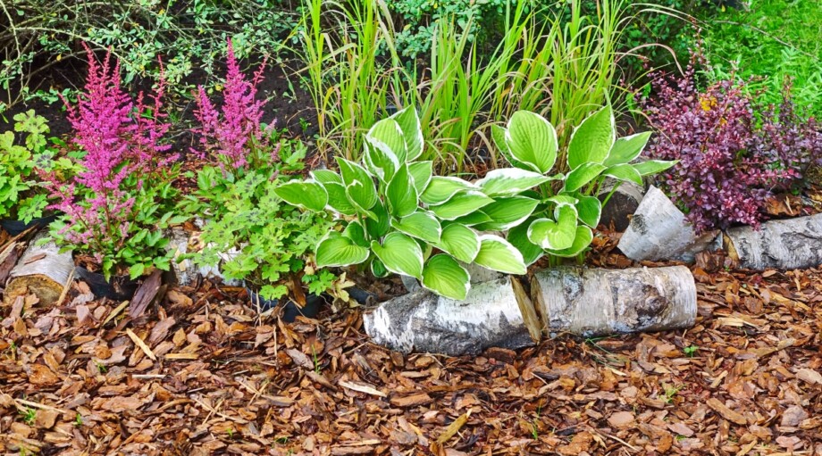 How to Build a Regenerative Garden