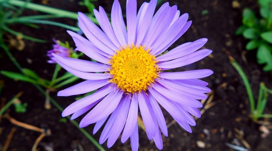 Wild Flower Example 21 Beautiful Wildflowers For Native Wildflower Gardens