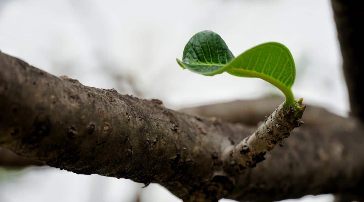 New Budding Leaf