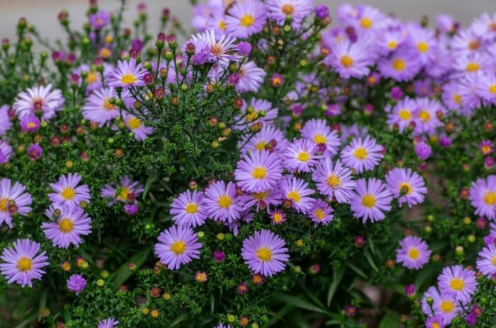 New York Aster Perennial Growing in Garden with Purple Flowers