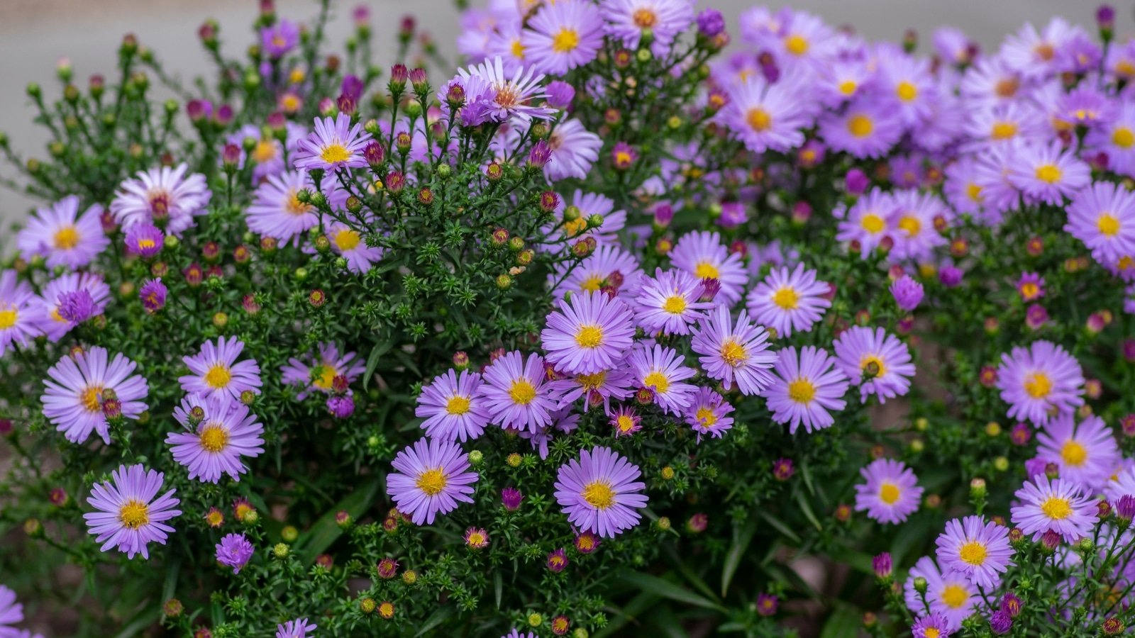 Best Flowers For Upstate Ny Best Flower Site