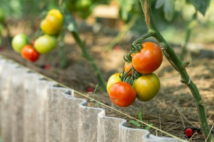New tomatoes seeded in the month of April in garden