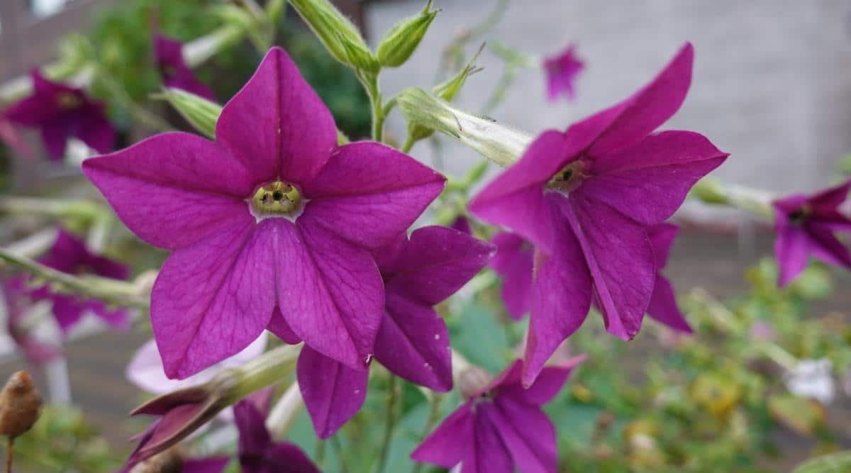 Nicotiana x sanderae