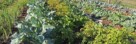 A flourishing garden full of neatly arranged rows of different edible plants is drenched in the warm sunlight. The lush green leaves stand out, promising a bountiful harvest and a mouthwatering feast.