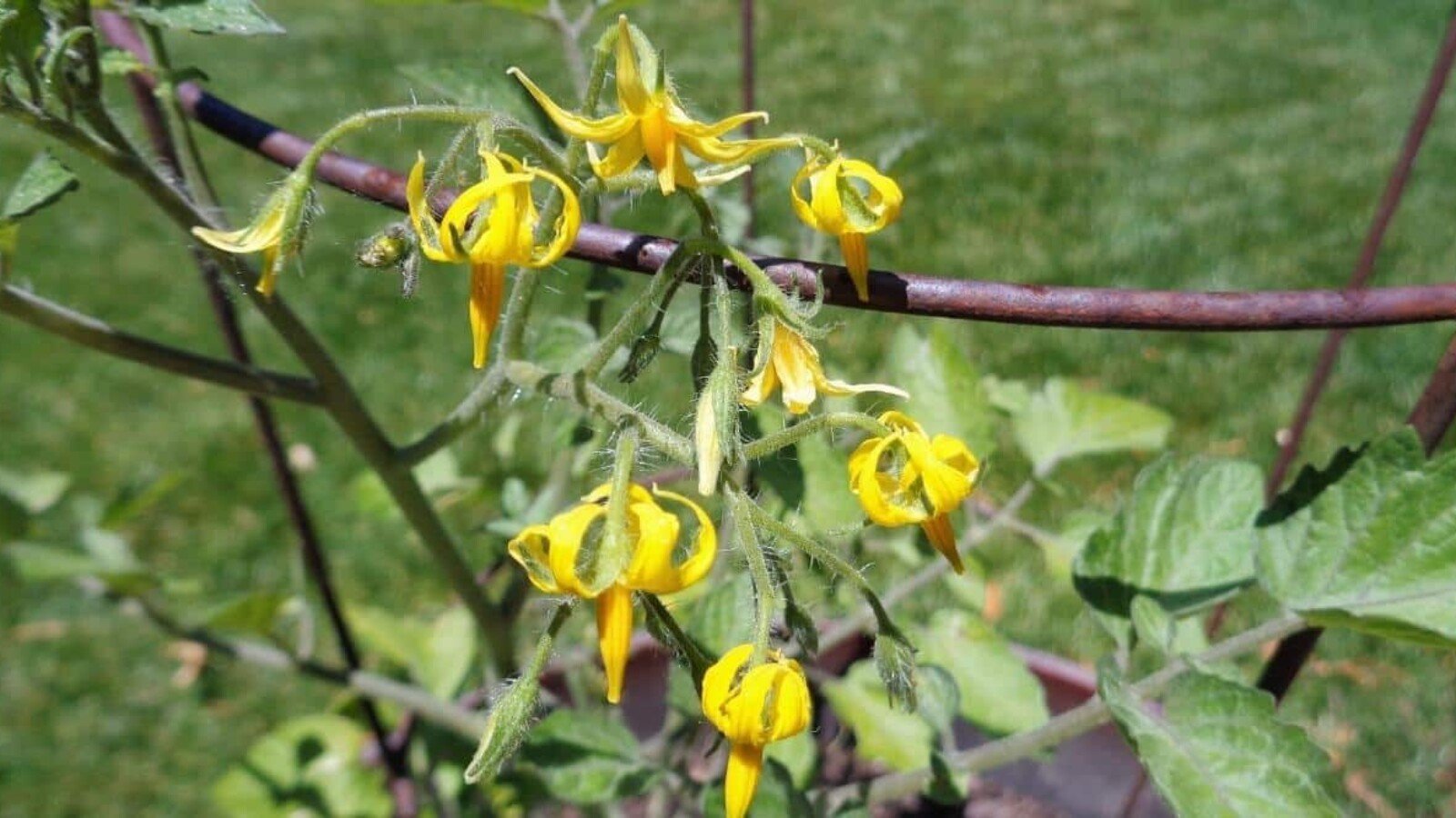 Non Fruiting Tomato Vines