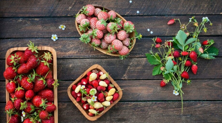 11 Differently Colored Strawberries To Plant This Year