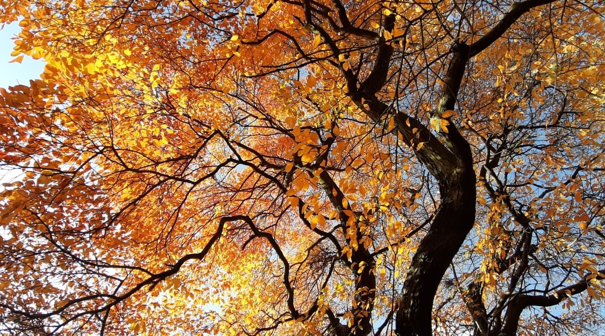 A tall Black Gum Tree stands tall with multiple dark trunks that twist and turn, giving it a unique appearance. Its numerous branches reach out in different directions, creating a dense canopy. The tree&rsquo;s yellow leaves add a pop of color to its dark trunk and branches.