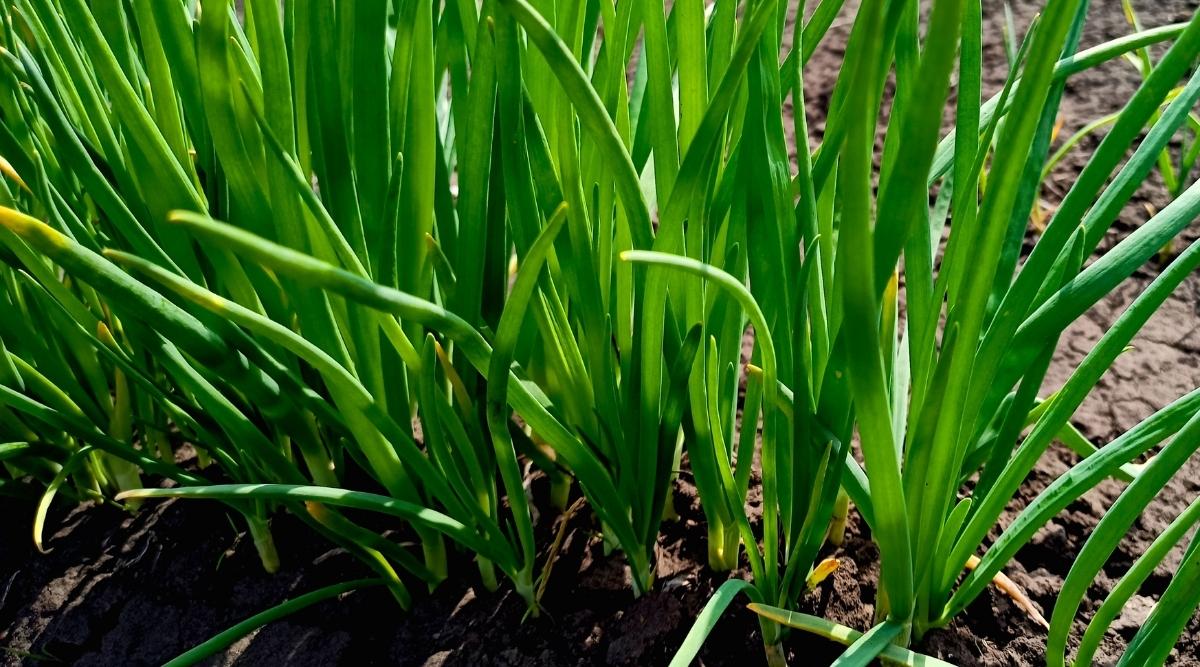 Onions