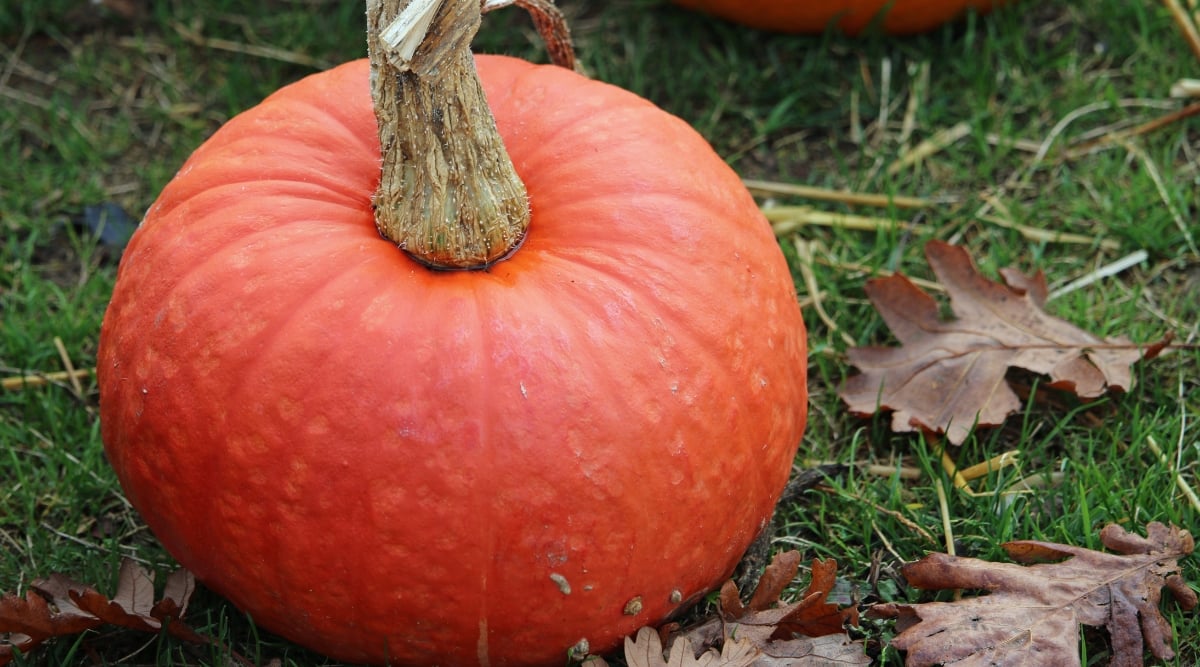 Nestled among the green grasses and surrounded by brown, withered leaves, a colossal Kabocha gourd commands attention. Its orange skin is bumpy, adding character to its robust form.