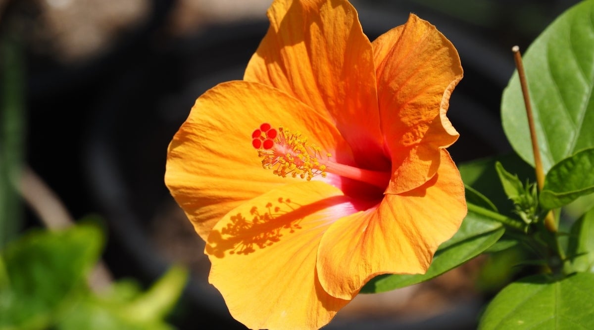 Orange tropical hibiscus plant growing in garden with bright blooms in the sun.