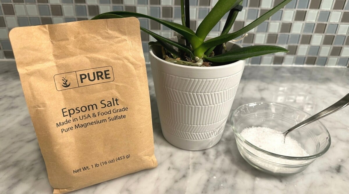 Orchid Plant sitting next to epsom salt on counter