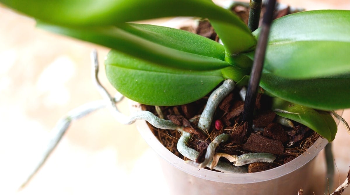 Top view, close-up of an orchid plant in a translucent plastic flower pot. The plant has large, oval, shiny, dark green leaves and thick greyish-white roots, over a soil substrate.