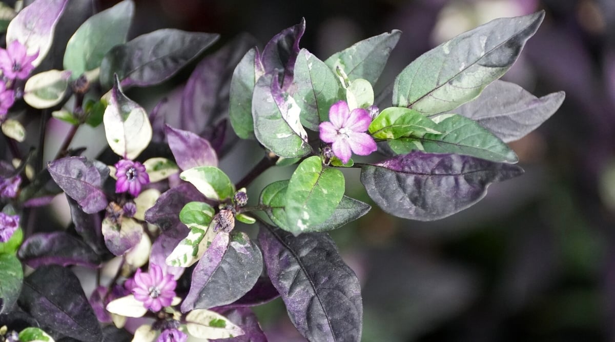 16+ Pepper Plants Purple Stems