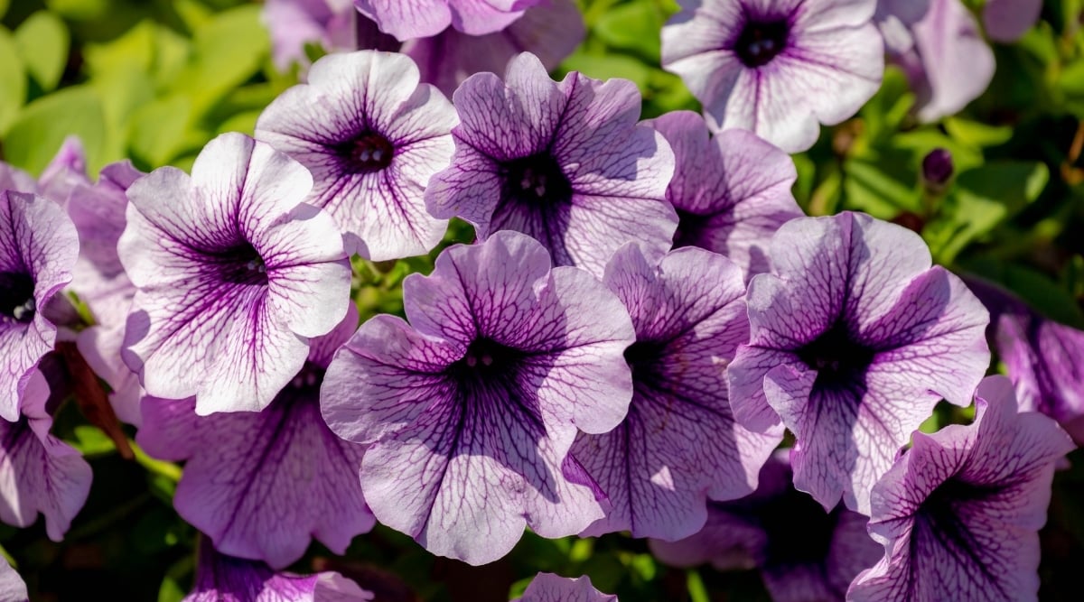 A close-up on a petunia plant captures a mesmerizing cluster of purple flowers. Their pale purple petals showcase intricate dark purple veins that emanate from the center, creating a captivating pattern. The backdrop, slightly blurred, showcases the plant's lush green leaves, emphasizing its natural beauty.