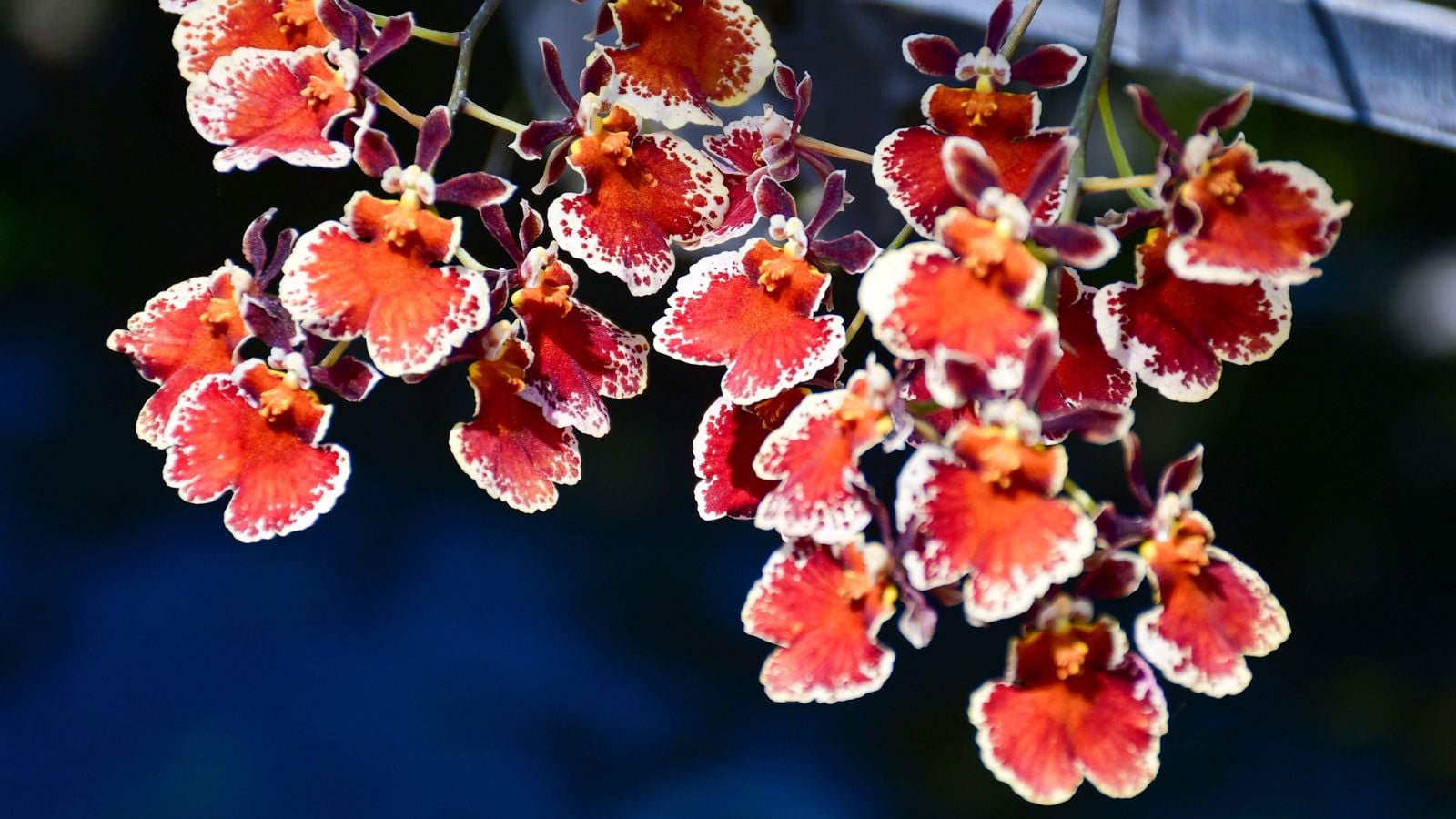 A closeup on a cluster of Otoglossum brevifolium blooms appearing to have ruffled petals with vivid colors