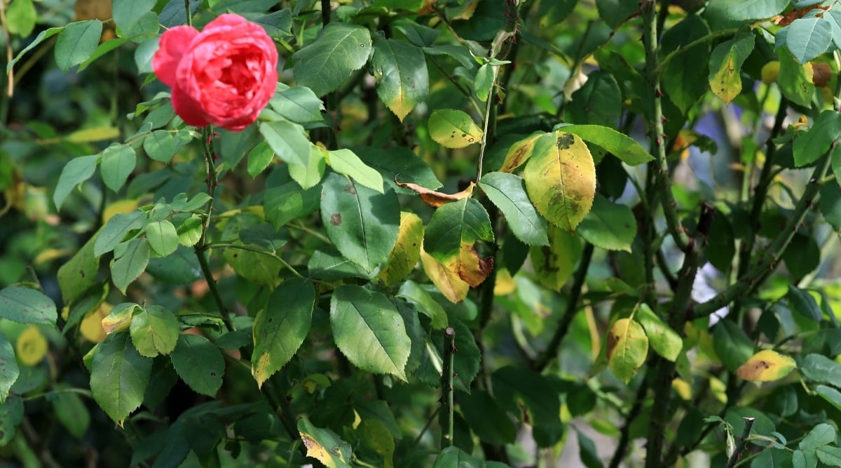 Overfertilized shrub is growing in the garden with red flower. The leaves are yellow, with tinges of brown around the edges where they are drying out.