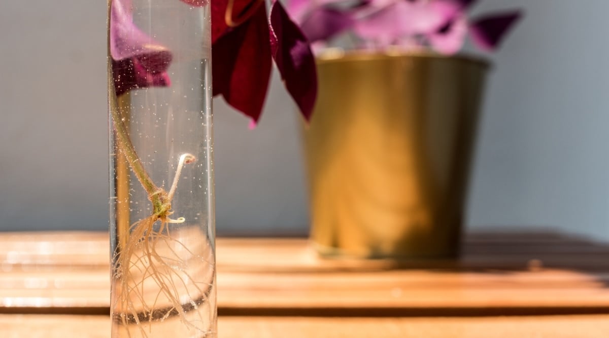Immersed in a transparent glass filled with water, a stem of Oxalis plant is ready to propagate, showcasing its intricate root system. A brown pot adorns the background, while both the glass and the pot are placed on a brown table.