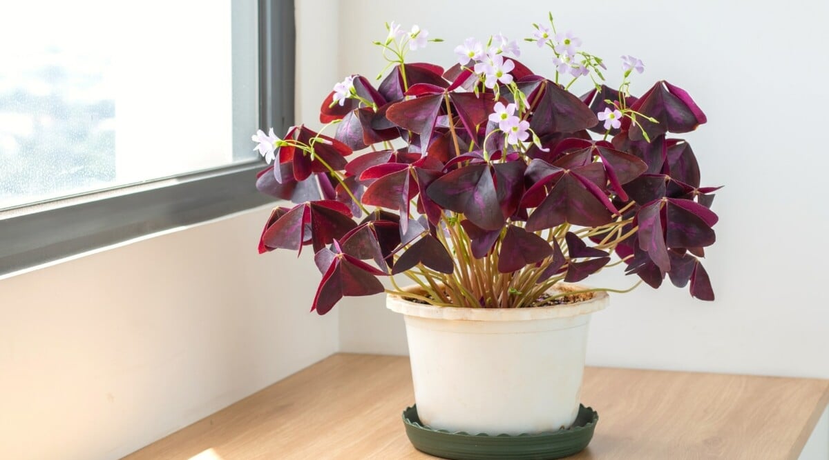 Oxalis plant growing in white container sitting on a bookshelf next to a window.