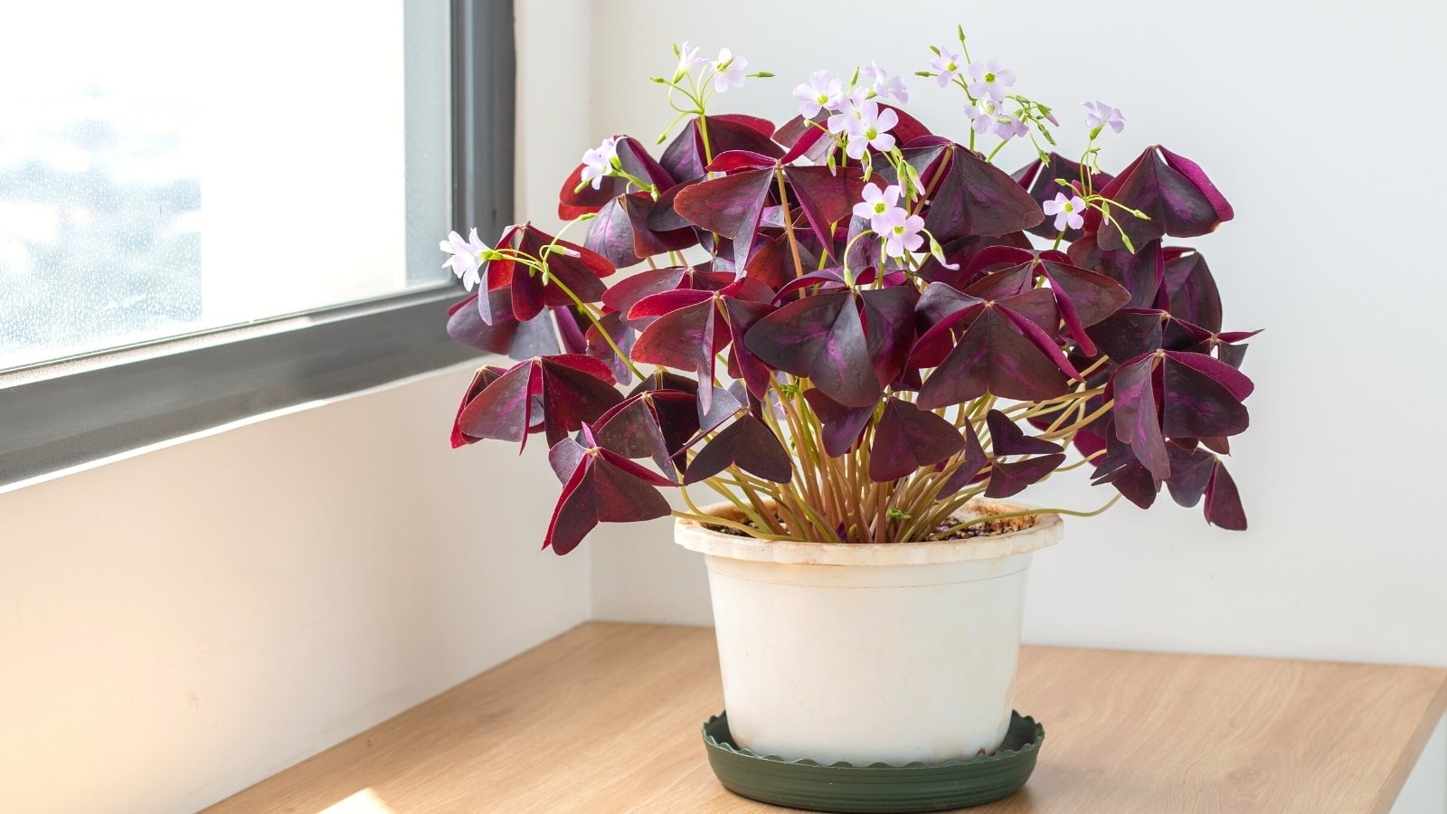 11 tips for growing beautiful oxalis flowers in pots or containers
