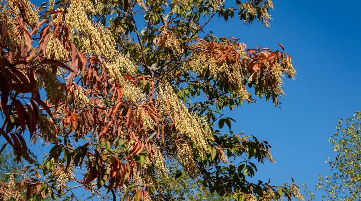 This Sourwood tree stands tall and proud, displaying its stunning red leaves against the clear blue sky. Its branches are adorned with clusters of bright yellow seeds. Behind it, a group of lush green trees provides a stunning backdrop for this magnificent tree.