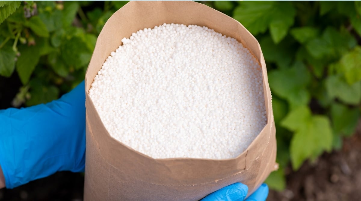 Close-up of hands in blue rubber gloves holding a paper bag with small white granular fertilizer against the background of a green currant bush.