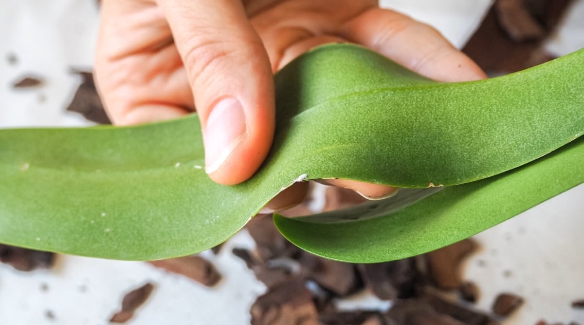 Close-up of a female hand demonstrating a mealybug on an orchid leaf, on a white background with scattered bark. The mealybug is a small, soft-bodied insect covered with a white, waxy coating.