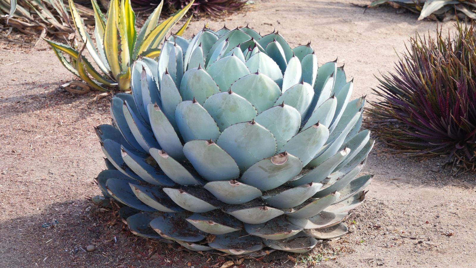 A close-up shot of a globular agave variety, called the Parry’s Agave, all situated in a well lit area outdoors