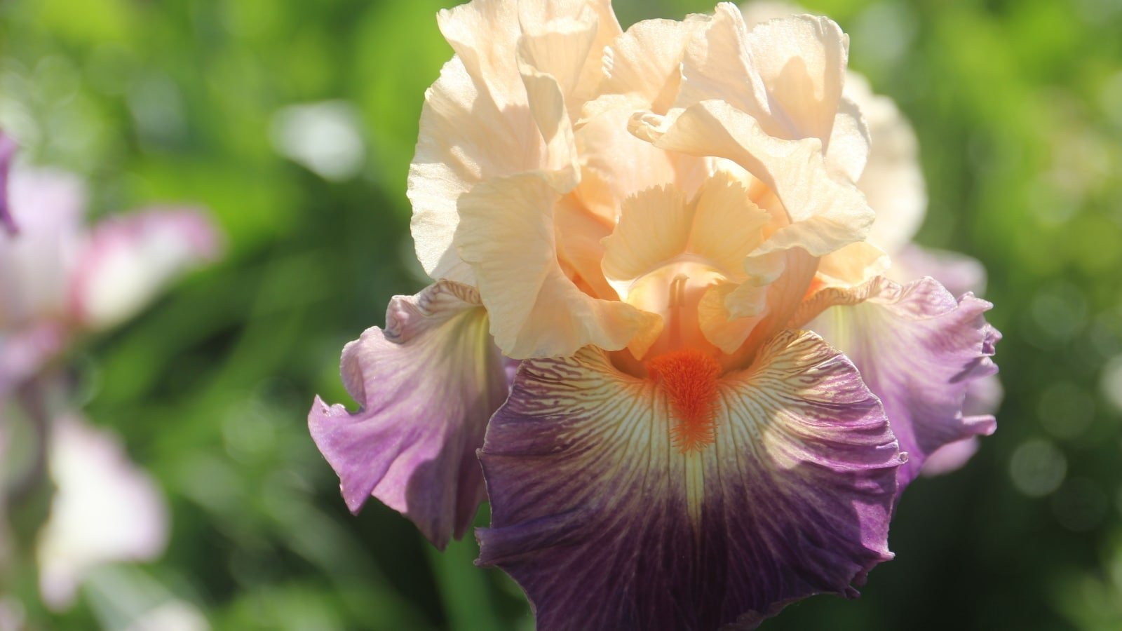 Iris Flower Photos and Images & Pictures