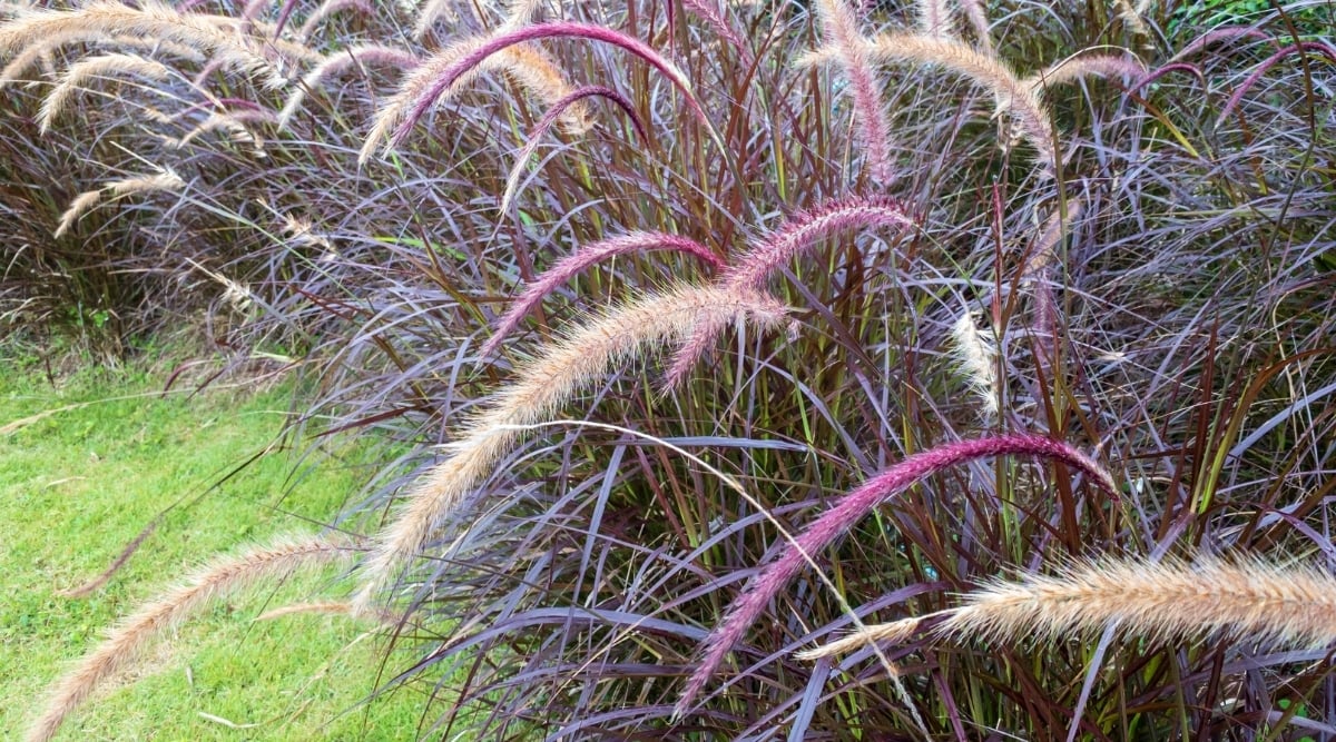 Tall purple grass with bushy red and cream colored, brush like leaves on the edges.