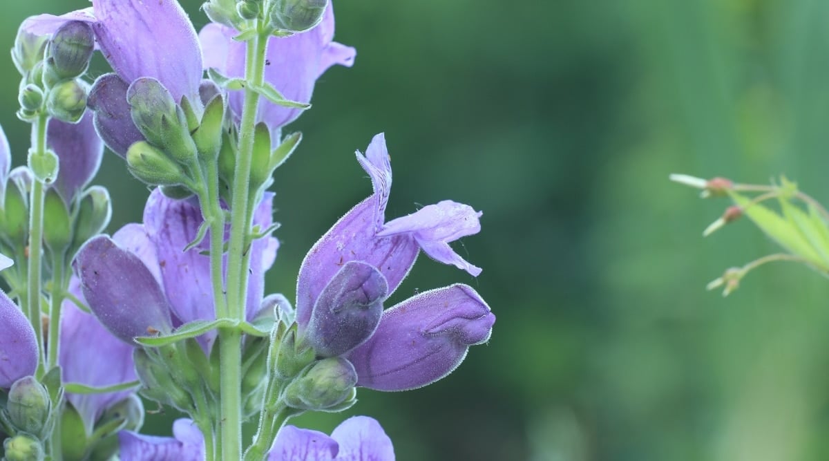Penstemon spectabilis growing in the garden with light purple flowers and silvery green foliage.