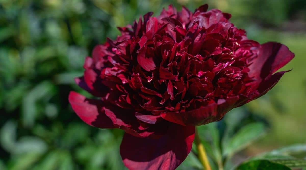 Close-up of a &lsquo;Chocolate Soldier&rsquo; peony flower in a spring garden against a blurred green background. The flower is large, showy, dark red. Large petals are arranged in a single row around the center of the flower, which contains many chaotic, wavy, dense petals.
