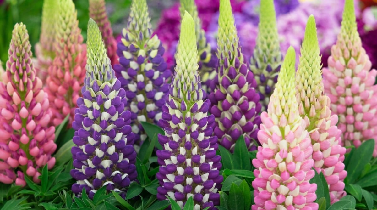 Perennial Lupines Growing from Seed in Garden Many Different Colors