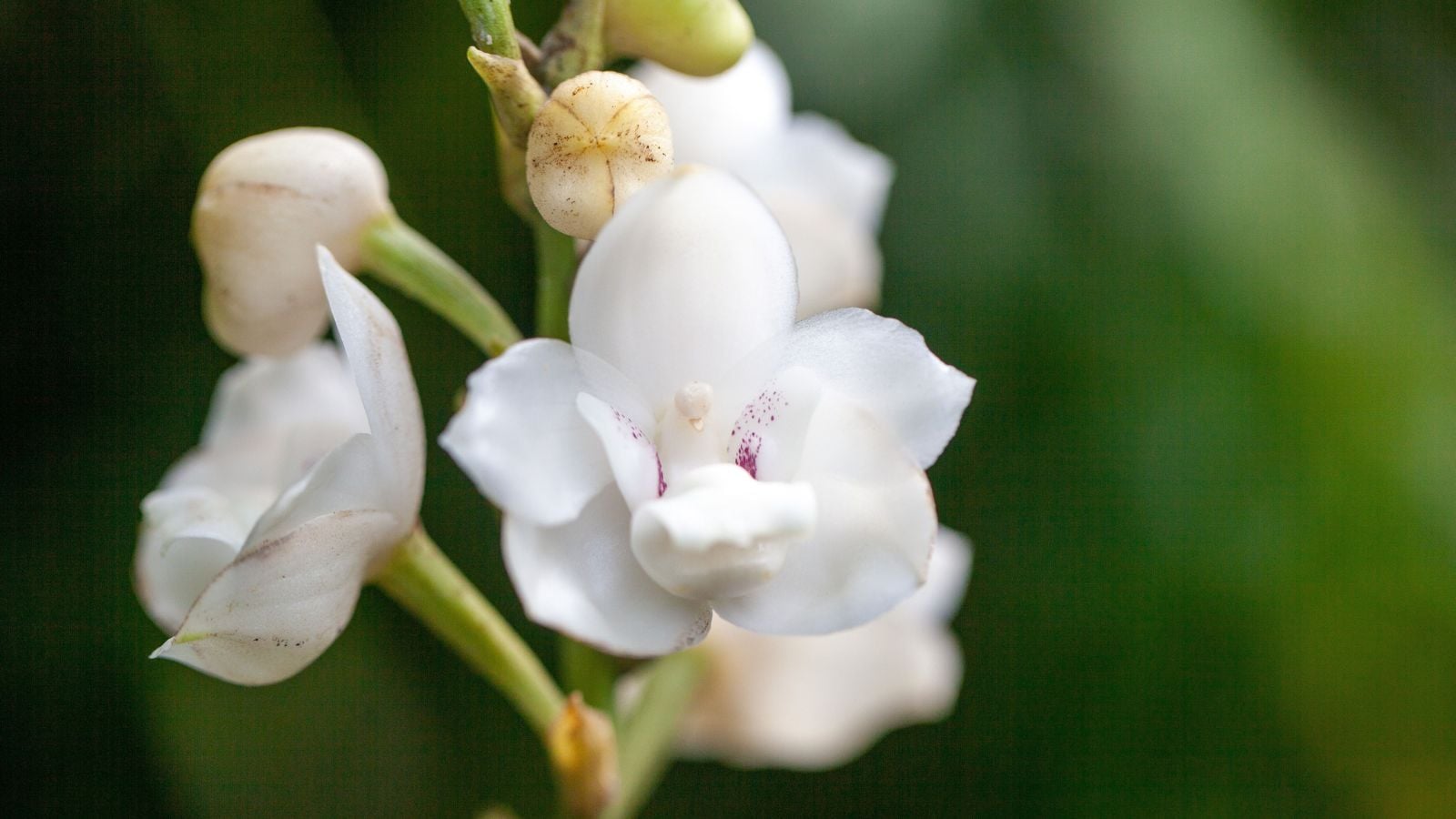 A closeup shot of healthy and lovely Peristeria elata blooms appearing to have soft petals surrounded by green foliage