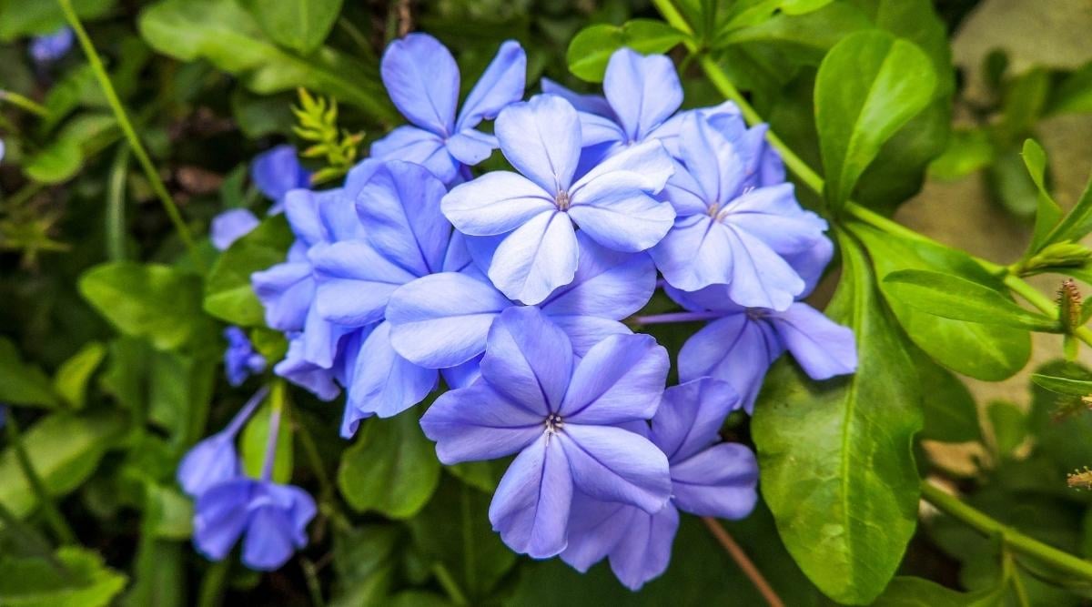 Which Plants Grow Under Cedar Trees? What Should You Plant?