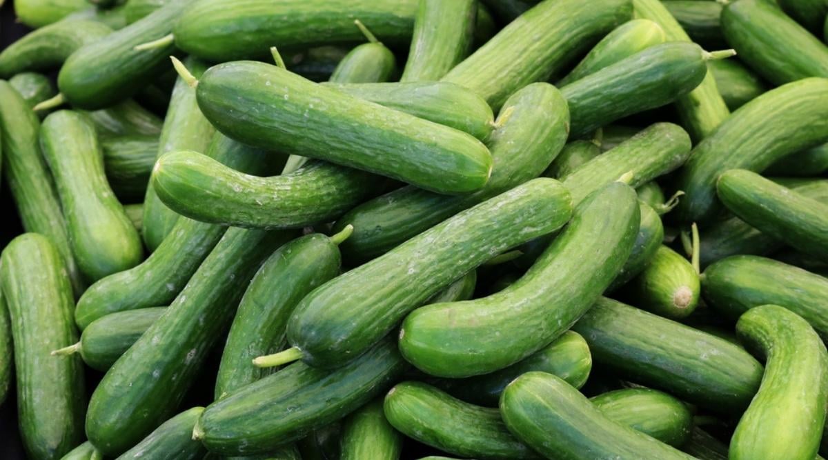 A pile of freshly harvested Persian Cucumis sativus placed on top of one another under the bright sunlight