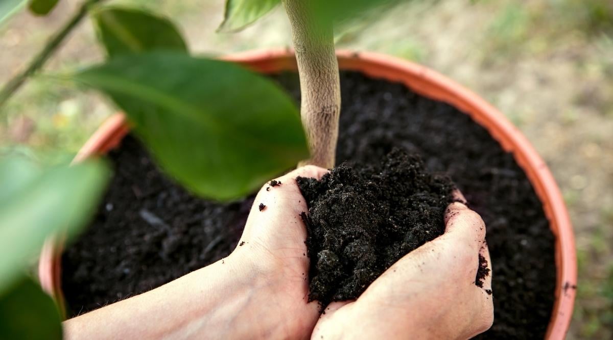 Person Adding Soil to Lemon Tree in Pot