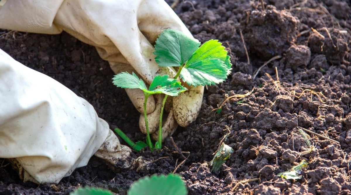Person Planting Strawberries in the Ground