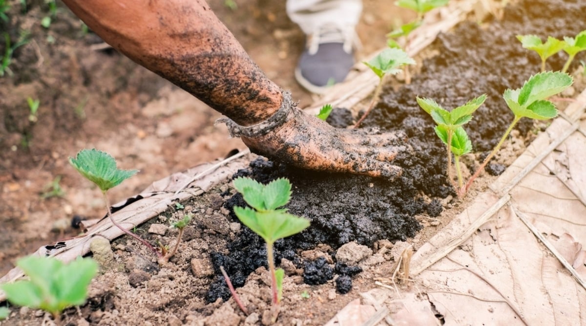 Person Spreading Compost Fertilizer Over Soil
