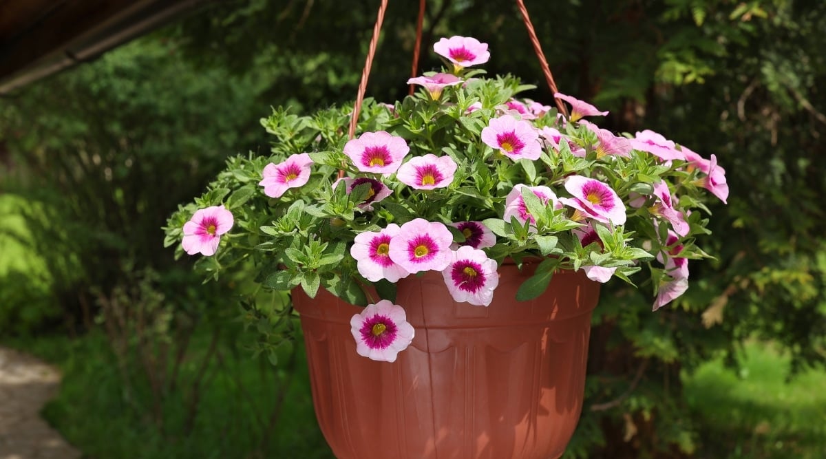 A close-up on a potted petunia features its pale pink blooms, each boasting a distinct pink center. Nestled amidst lush green leaves, the plant adds a vibrant touch to its surroundings. Suspended from an orange hanging pot, it adds an element of charm and elegance. In the blurred background, glimpses of green leaves and trees add to the natural ambiance.