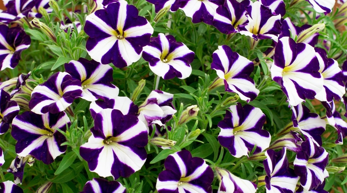 Lots of blooming &lsquo;Amore Purple&rsquo; petunias surrounded by small, lanceolate, slightly hairy green leaves. Funnel-shaped bicolor flowers: white fused petals with a cute heart-shaped pattern formed at the junction of the petals. The throat of the flower has a slight yellow tint, giving the flowers a beautiful glow.