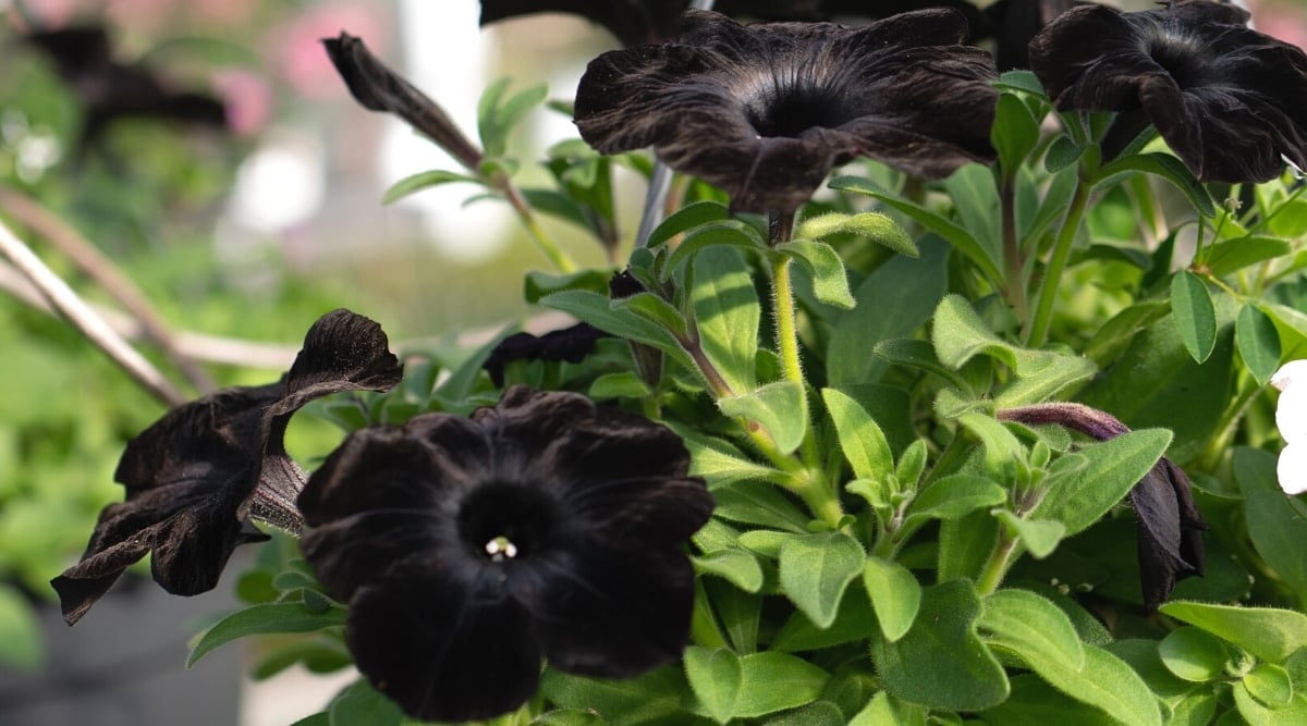 Close-up of black &lsquo;Black Velvet&rsquo; petunia flowers surrounded by green hairy foliage. Funnel-shaped large flowers of dark purple color, almost black, velvet.
