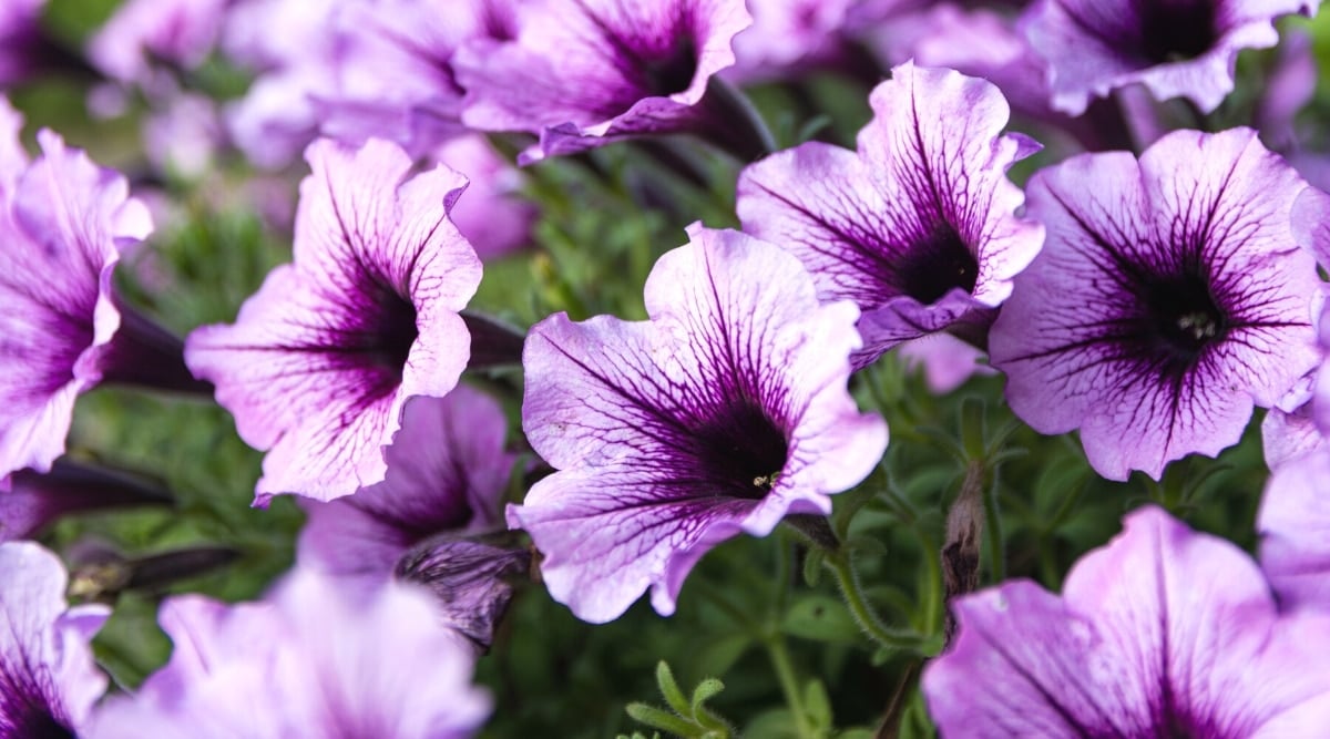 Close-up of many blooming &lsquo;Bordeaux&rsquo; petunias against a blurred background of light green foliage. Delicate funnel-shaped flowers have 5 fused petals with slightly wavy edges, a dark purple throat and thin veins on the petals. Stems and leaves are hairy.