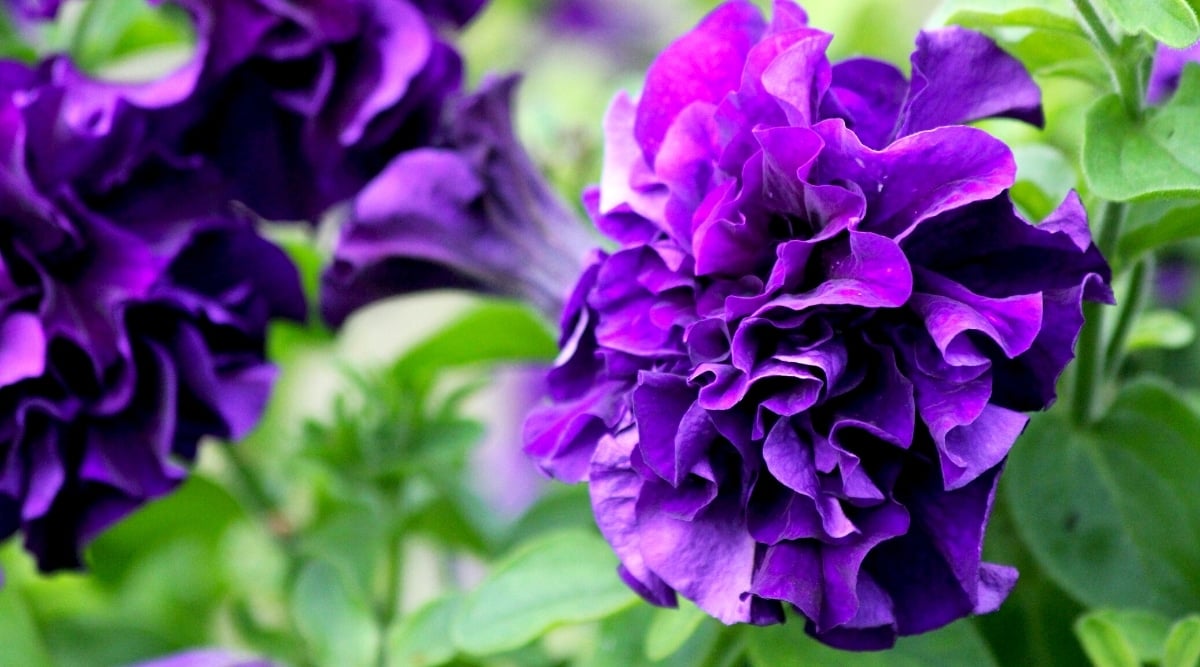 Side view, close-up of a &lsquo;Double Velvet Midnight&rsquo; petunia flower against a blurred background of blooming petunias and green foliage. The flower is large, double, consists of many wavy petals arranged in several layers completely covering the center of the flower.