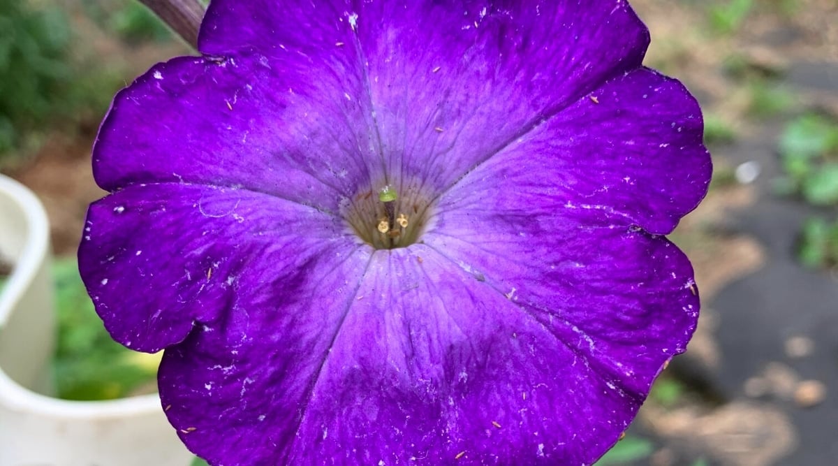 Close-up of a blooming &lsquo;Evening Scentsation&rsquo; petunia against a blurred background in a summer garden. The flower is funnel-shaped, open, large, consists of 5 fused petals and a light throat.