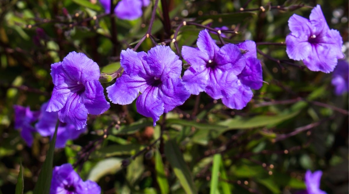 Close-up of gorgeous blooming &lsquo;Mini Vista Indigo&rsquo; petunia flowers against a blurred leafy background. Delicate blue-violet small flowers, funnel-shaped, consist of 5 almost fused petals with fringed edges. Dark veins and an even darker purple throat stand out on the delicate flower.