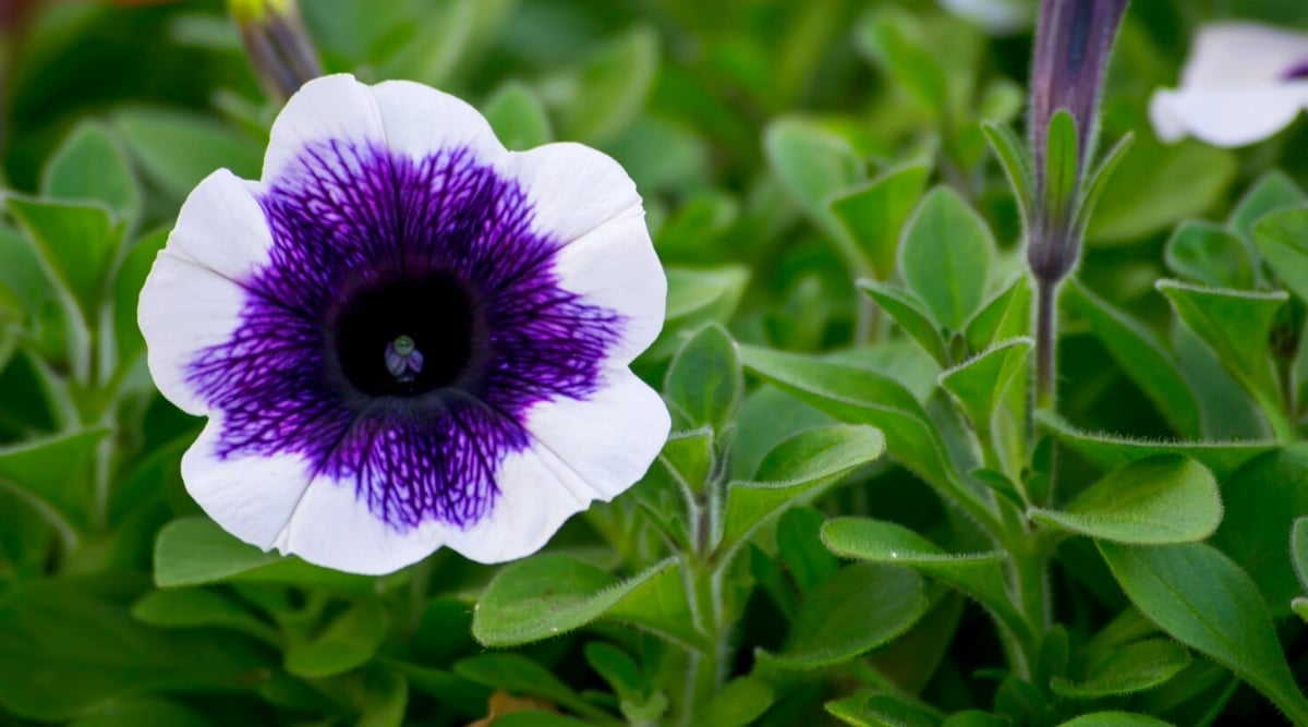 A close-up of a blooming &lsquo;Purple Halo&rsquo; petunia flower surrounded by bright green, hairy and branched foliage. The flower is large, funnel-shaped, with 5 fused white petals at the edges and a dark purple veined center.