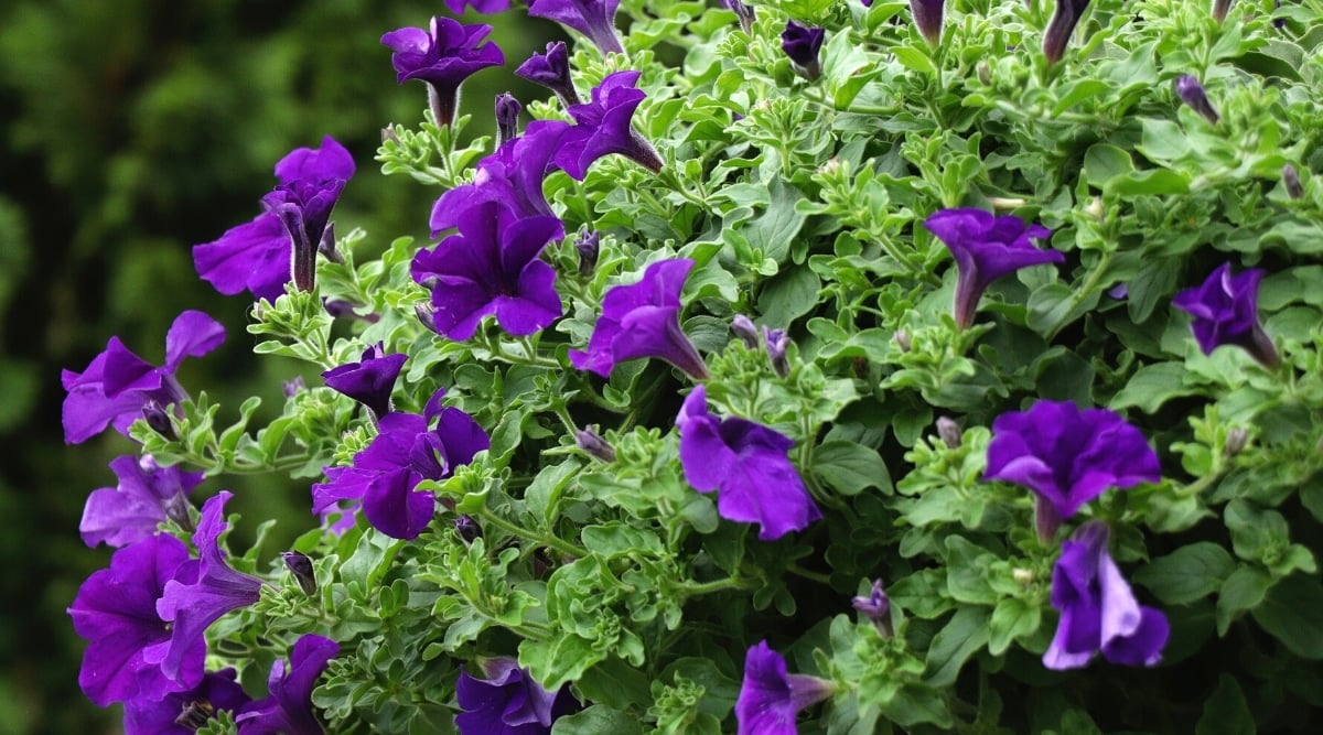 Close-up of a flowering petunia bush against a blurred green background. The flowers are medium-sized, funnel-shaped, composed of five fused petals with a darker throat. The foliage is dense, light green in color, sessile, oval in shape with smooth edges.